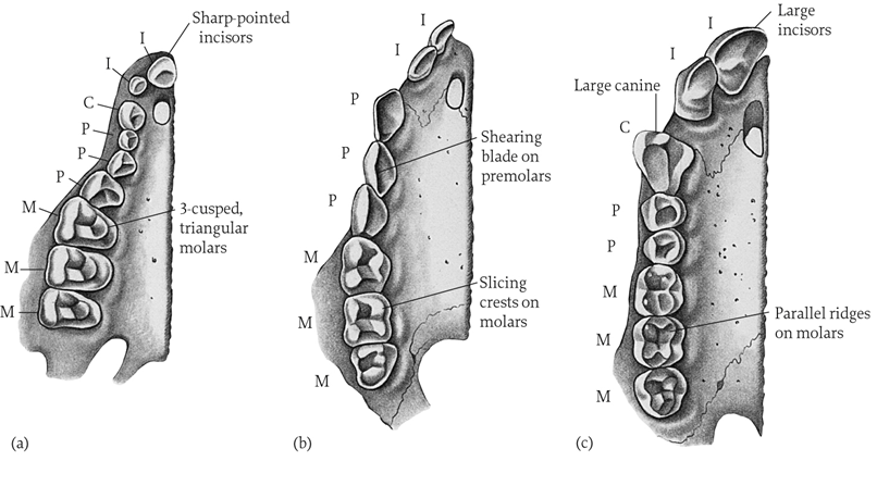 names of chimpanzee teeth