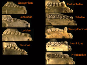 Primate Dentition - Your Mouth Says a Lot About You